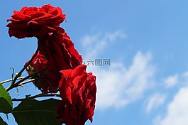 玫瑰,鮮花,紅玫瑰