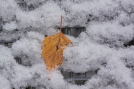 新西蘭,雪,葉子