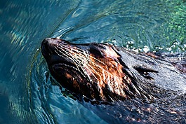 動物,水,動物園