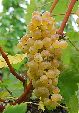 chasselas,白葡萄,藤