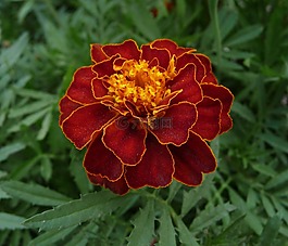 花,法国万寿菊,成长