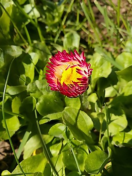 雏菊,粉红色的花朵,黄色的中心