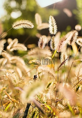 狗尾草,植物,陽光
