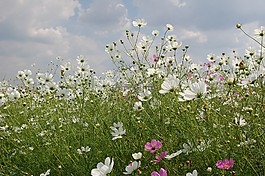 南非,野生,鮮花