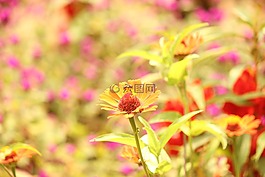 鮮花,蜜蜂,自然