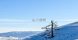 山,樹,單