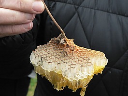 細(xì)胞,蜂巢,養(yǎng)蜂