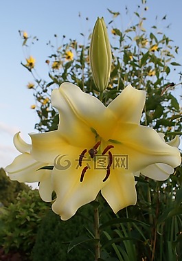 百合,白花,天空