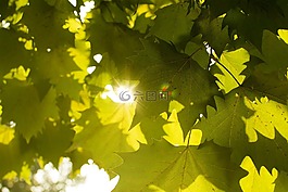 楓樹,植物,陽光