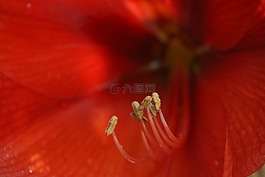 花,植物區(qū)系,花園