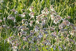 taubenkropf leimkraut,中药,silene 寻常型
