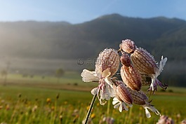 taubenkropf leimkraut,中药,silene 寻常型