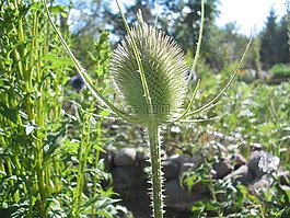 水飛薊,花園,夏天