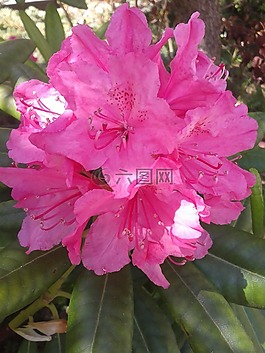 花,粉色,特寫