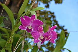 花,粉紅色,泰國(guó)蘭花