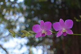 花,粉紅色,泰國(guó)蘭花