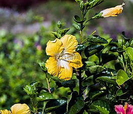芙蓉,黄色,花