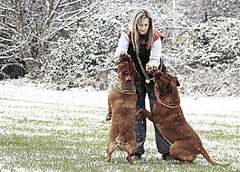 雪,狗,波爾多