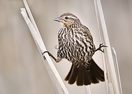 鳥,動物,羽毛