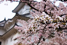 日本,城堡,堡壘