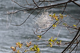 蜘蛛網(wǎng),招標,背光