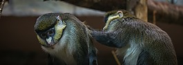 猴子,生活的本質(zhì),首位