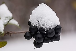 新西蘭,雪,白