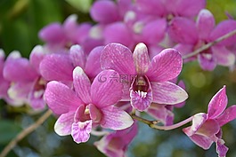花,粉紅色,泰國(guó)蘭花