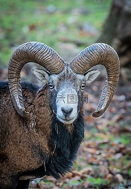 性質(zhì),森林,動物