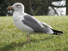 鷗,鳥,海鷗