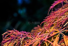 楓葉,紅色,秋天的落葉