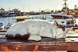 貓,睡眠,戶外