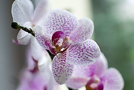 蘭花,花,時光