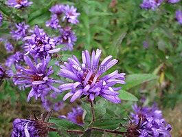丁香,花,紫色