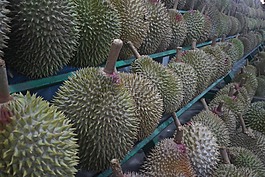 榴莲水果,国王的水果,热带