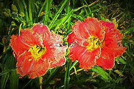 百合花,花,藝術(shù)