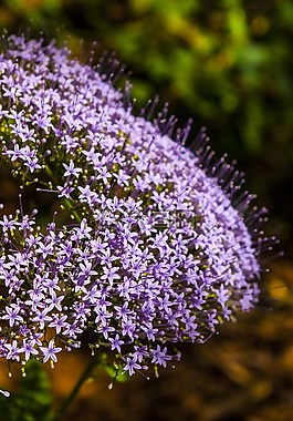 丁香,鮮花,花
