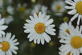 雛菊,白,黃色
