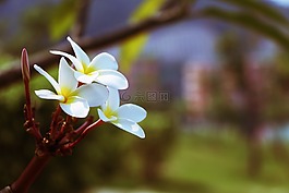花,雞蛋花,夏花
