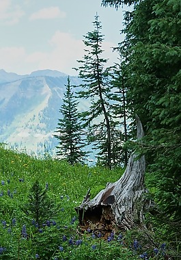 山,野花,樹墩