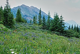 草甸,山,景觀
