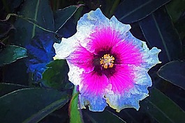 hollyhocks,花,藝術(shù)