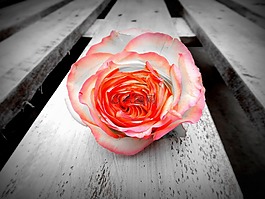 玫瑰,花,開花