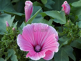粉紅色的花,夏季,植物園