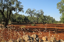 salento,橄,普利亞大區(qū)