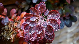 植物,雨,自然