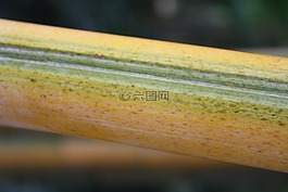 竹,關(guān)閉,廠