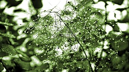 植物,雨,自然