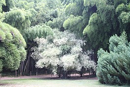 竹,阿尔代什省,厂