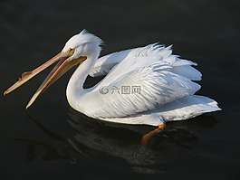 鵜,鳥,野生動物